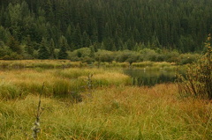 Grassy Wetlands