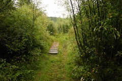 Boardwalk Bridge