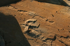 Dinosaur Tracks