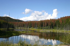 Marsh