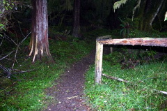 golden_spruce_trail05.jpg