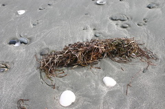 Sea Shells