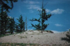 Sand Dunes and Evergreens