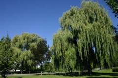 Lazy Trees