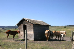 Hay.. Look Horses