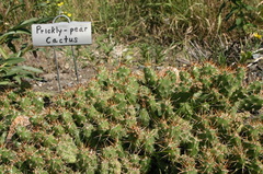Prickly-pear Cactus