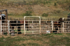 Fenced for Now