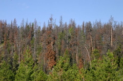 Forest Views