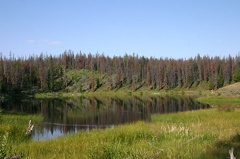 Wetlands