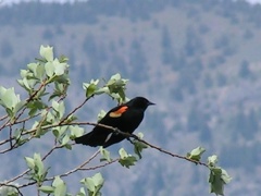 Redwinged Blackbird