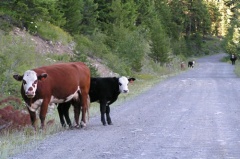 Free Range Cows
