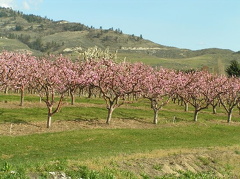 Orchard Trees