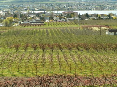 Orchards and Vineyards