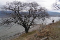 Shoreline