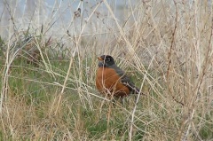Wildlife