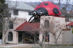 Invasion of the Ladybugs