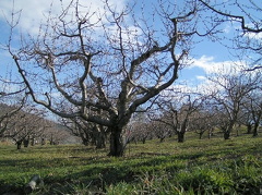 Orchard Trees
