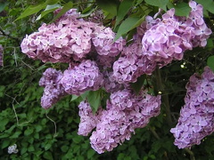 Lilac