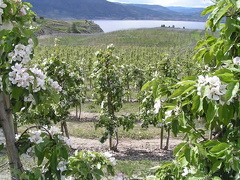 Apple Orchard
