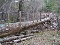 Tree Bridge