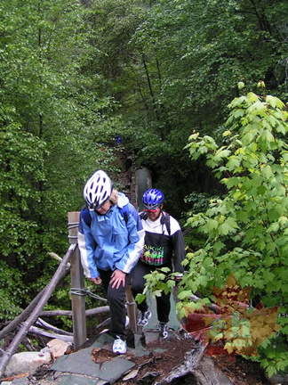 Tree Bridge