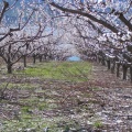 Pink Blossoms