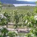 Apple Orchard