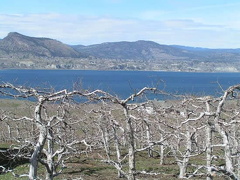 Orchard