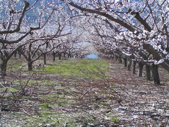 Rows of Blossoms