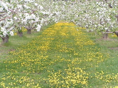 Yellow Brick Road