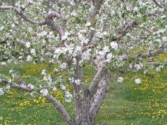 White Blossoms