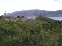Rolling Hills Orchards