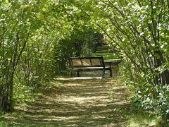 Green Tunnel and Bench
