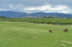 Horses