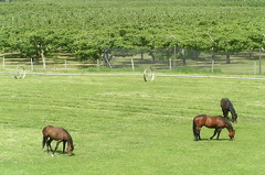 Grazing