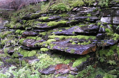 Mossy Rocks