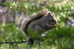 Squirrel