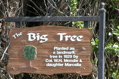 The Big Tree