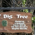 The Big Tree