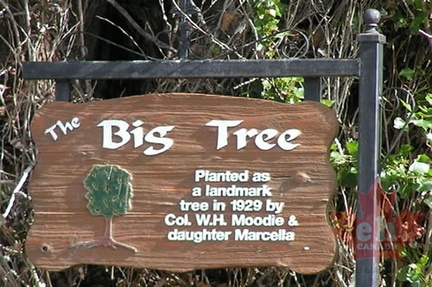The Big Tree