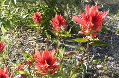 Indian Paintbrush