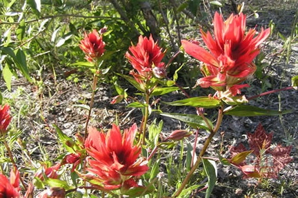 Indian Paintbrush