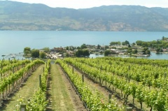 Kelowna Vineyard