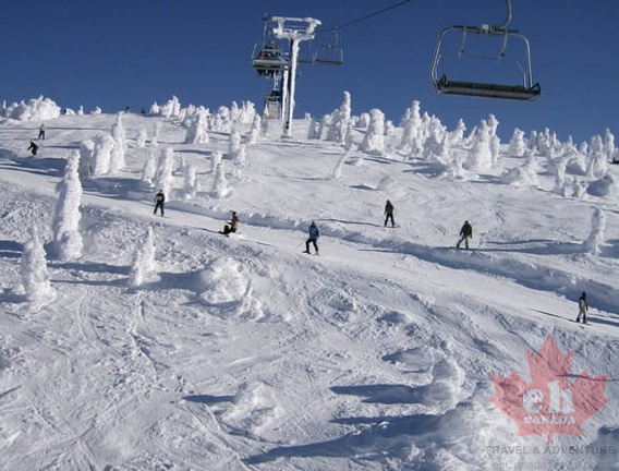 Amazing Snow