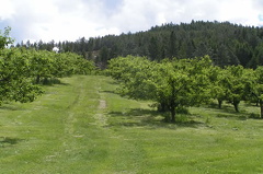 Orchards