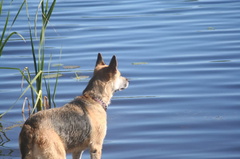 Dog Views