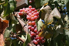Grapes