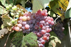 Grapes