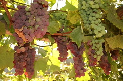 Vines and Grapes