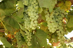 Green Grapes